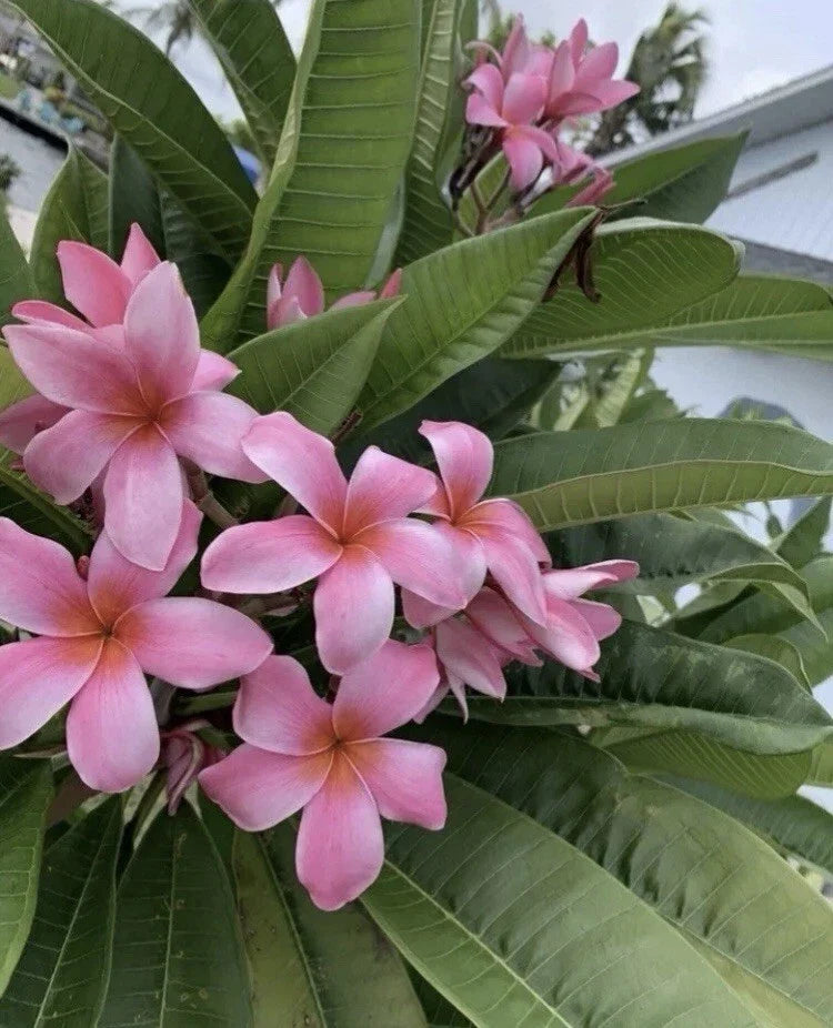 Rooted Pink Hawaiian Plumeria Plant 8-12" | Frangipani | Tropical Flowering Plant | Plumeria rubra | Florida Grown