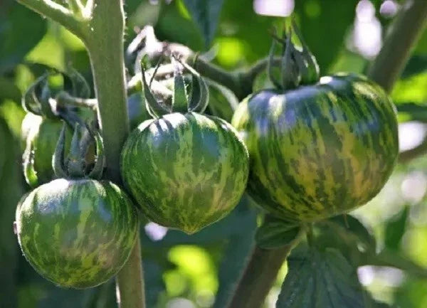 Green Zebra Tomato Seeds - 120+ Heirloom Non-GMO Organic Seeds - Solanum lycopersicum - Perfect for Home Gardening