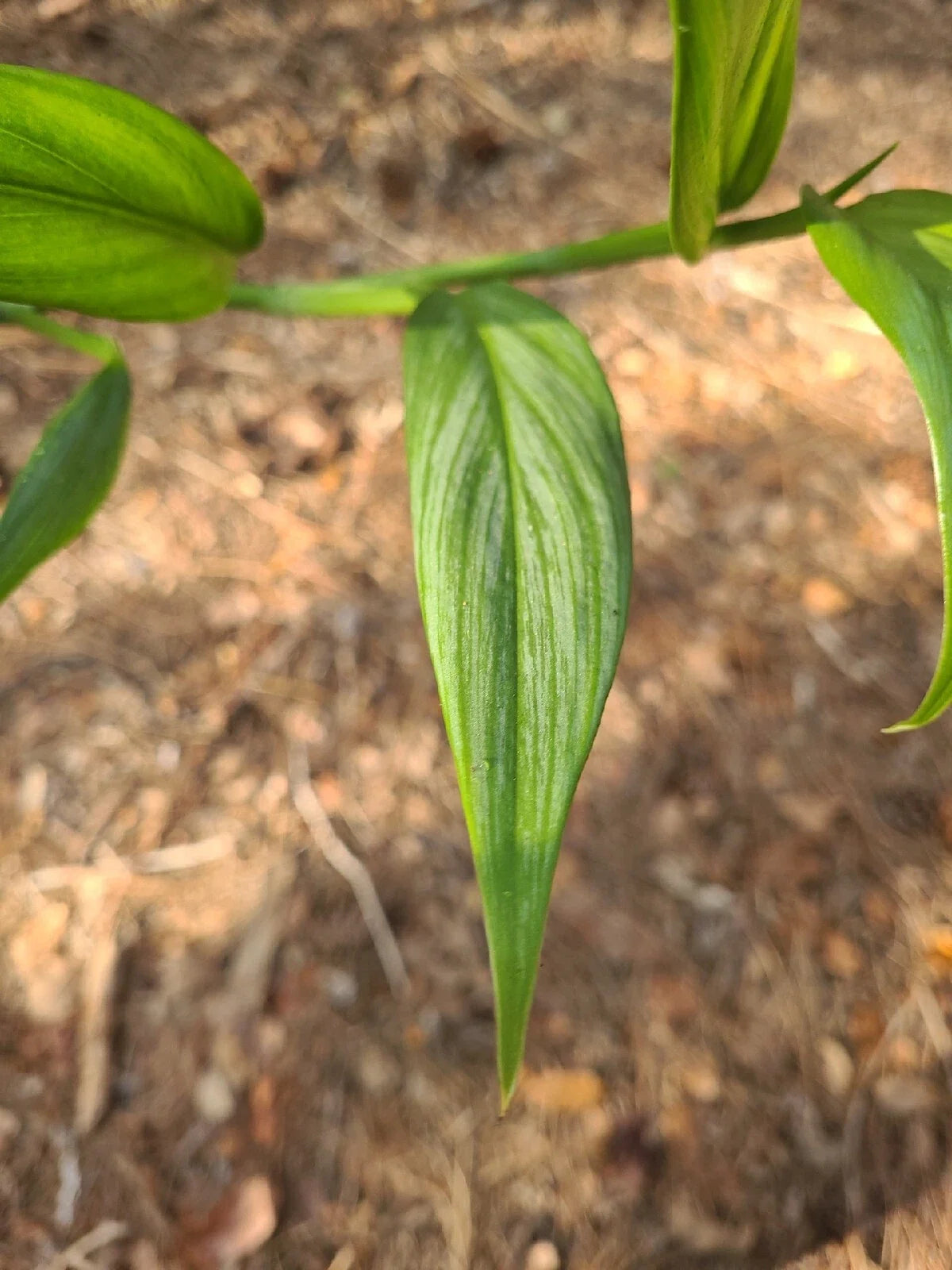Epipremnum Amplissimum Silver Streak Cutting | 2 Node Unrooted Fresh Pothos Plant | Easy Care, Indoor Propagation Plant