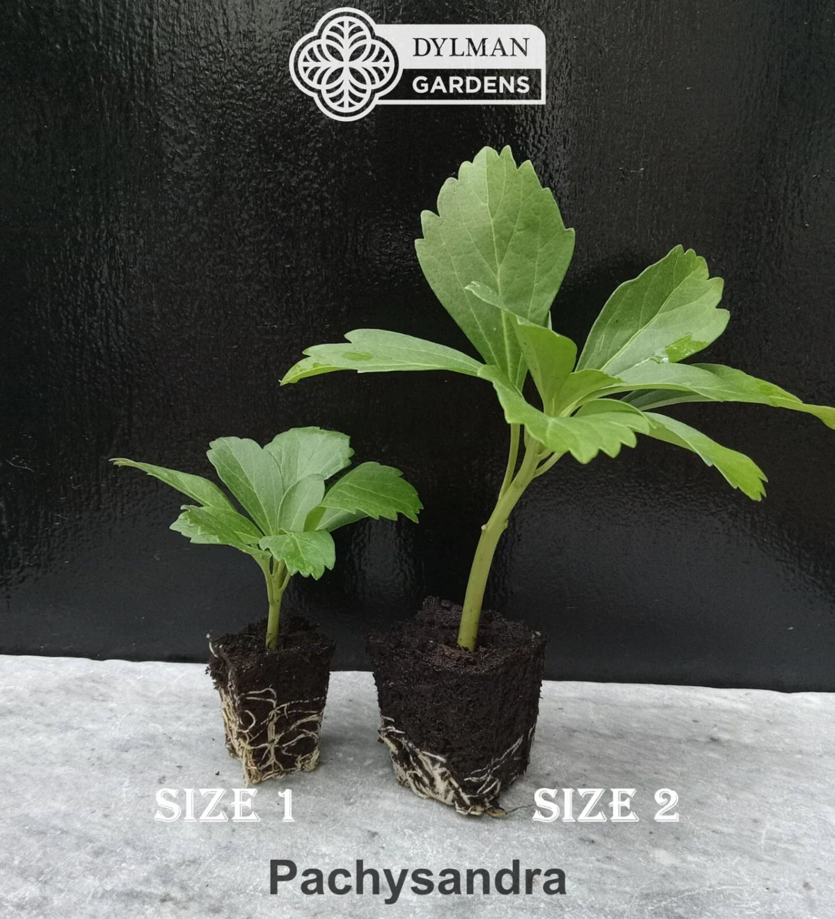100 Live Japanese Spurge Plants - Pachysandra terminalis - Carpet Box Ground Cover - Size 2 for Shade Gardening