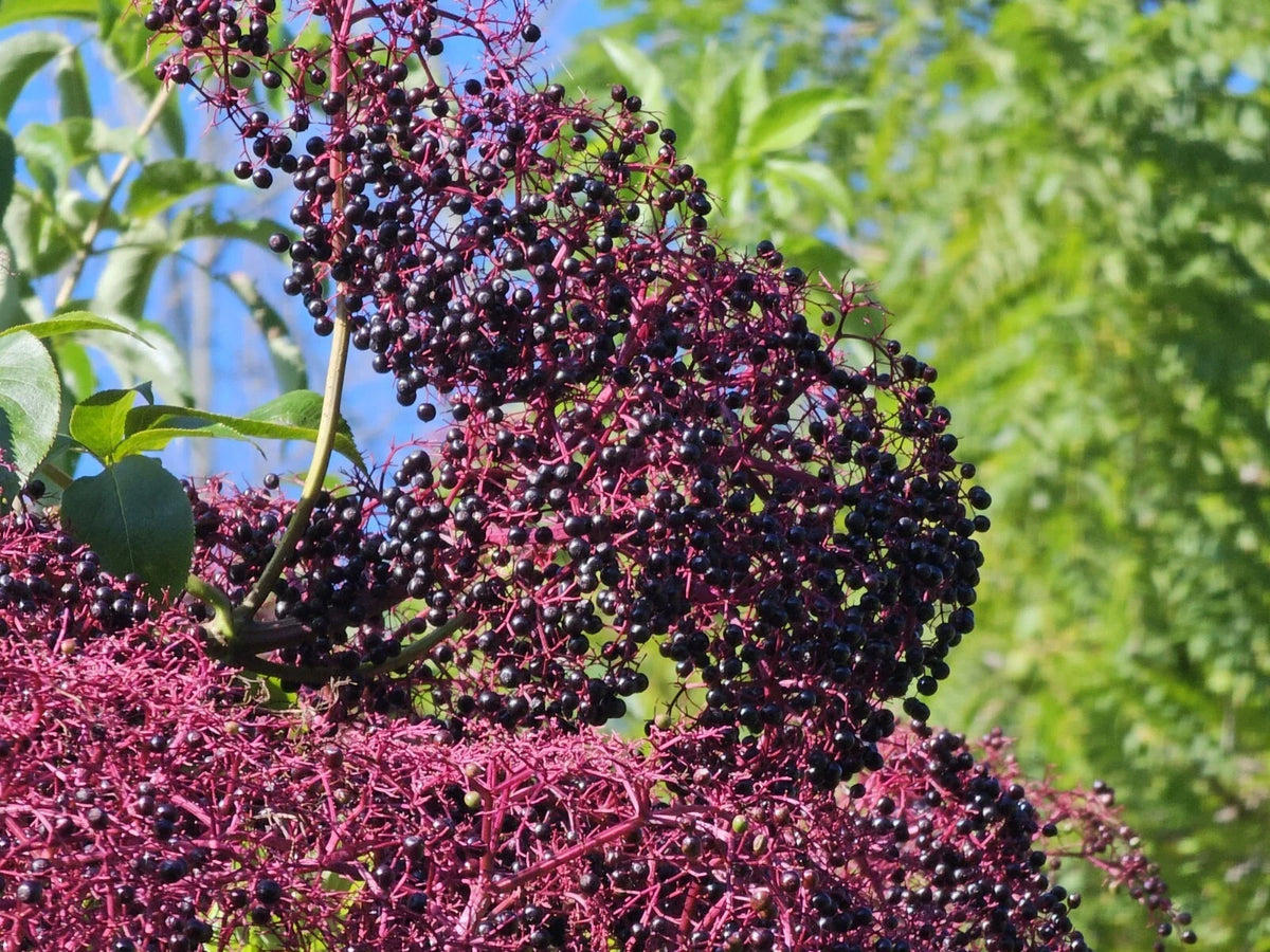 Elderberry Cuttings 5-12” Long - York, Nova, Adams Varieties - Sambucus canadensis - 12 High-Quality Cuttings for Home Gardeners