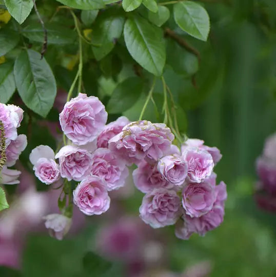 Heirloom Seven Sisters Rose Bushes 2 Live Plants Pink Climbing Rosa Multiflora Bare Root Starter Plants
