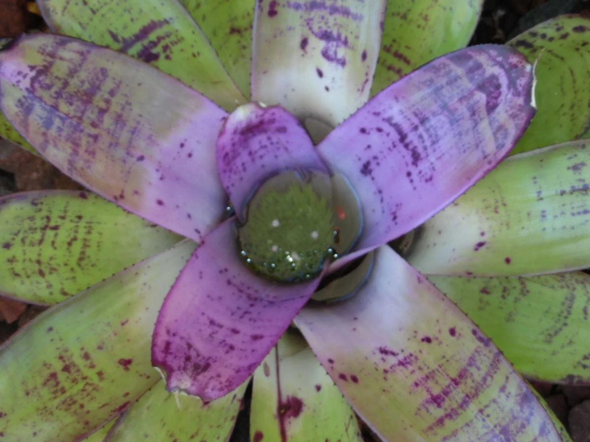 Neoregelia CONCENTRICA Bromeliad Plant - Colorful Tropical Indoor Houseplant, Easy Care, Potted - Vibrant Foliage, Neoregelia