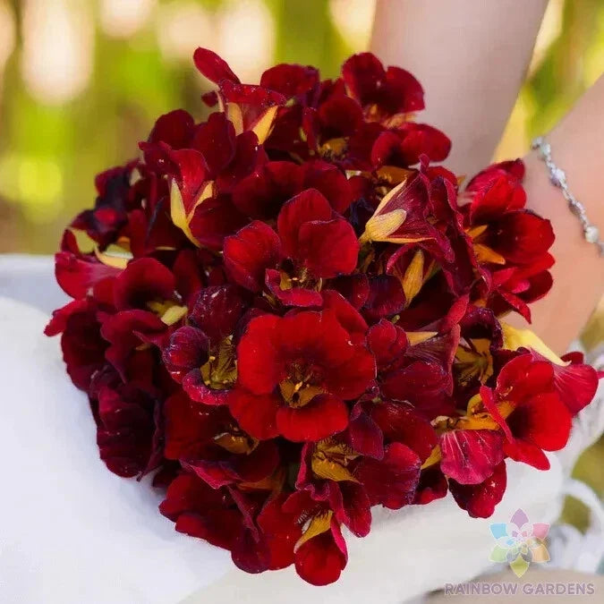 Dwarf Black Velvet Nasturtium Seeds - 50+ Pack - Edible Flower - Tropaeolum majus - Compact Growth for Containers