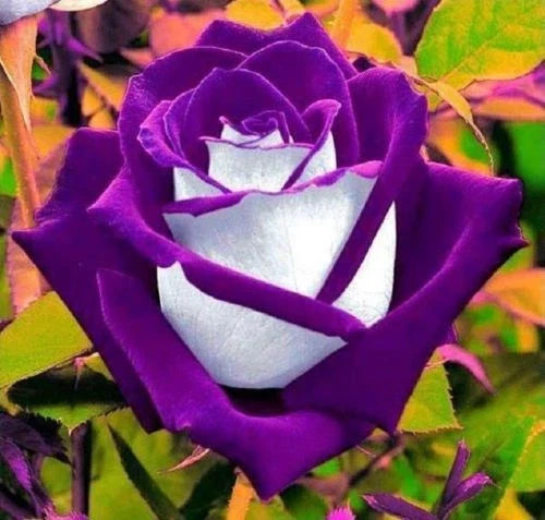 White Purple Rose Seeds - 10 Perennial Flower Seeds - Rosa spp. - Fragrant Shrub Seeds for Garden Planting