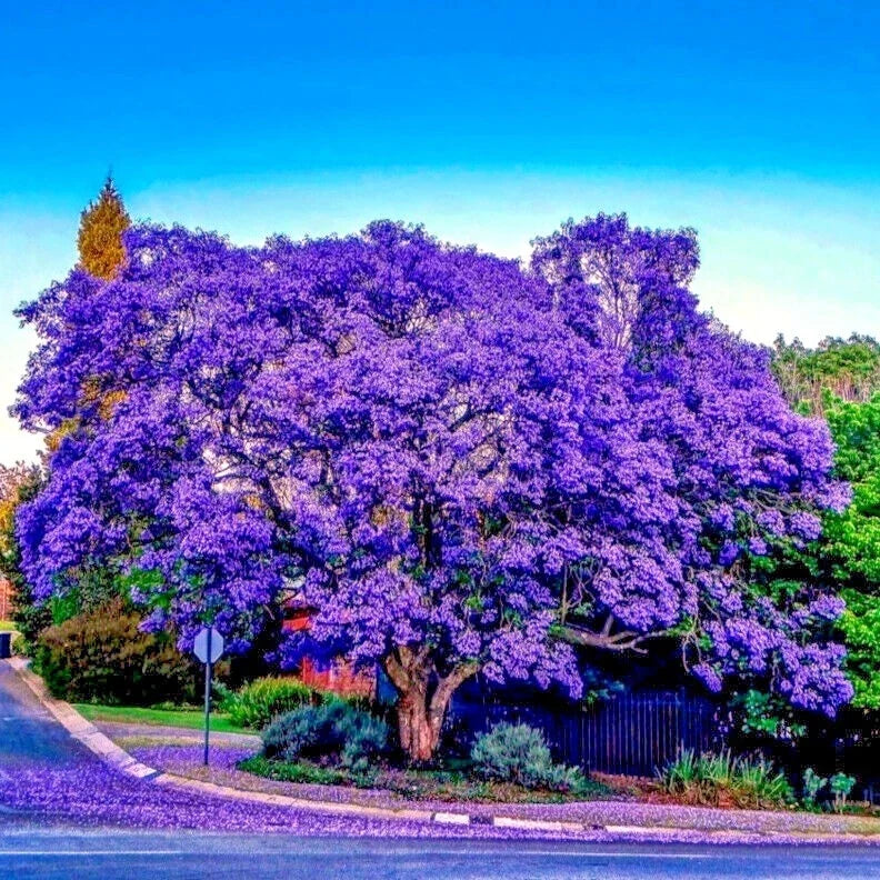 Jacaranda Fern Tree Seeds - Packet of 20 - Blue Flowers - Mimosifolia acutifolia - Tropical Garden Planting