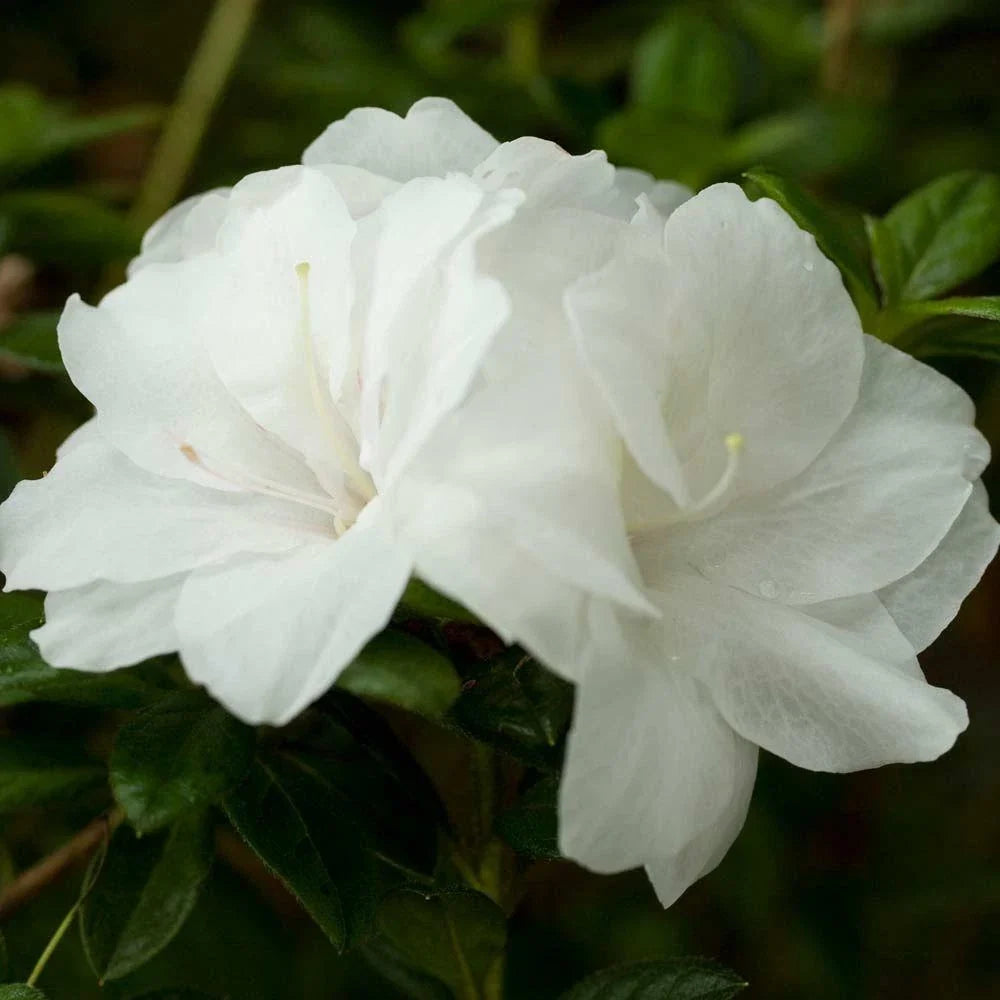 Encore Autumn Moonlight Azalea Starter Plant - Well-Rooted Deciduous Shrub, Rhododendron 'Autumn Moonlight', Creamy White Blooms