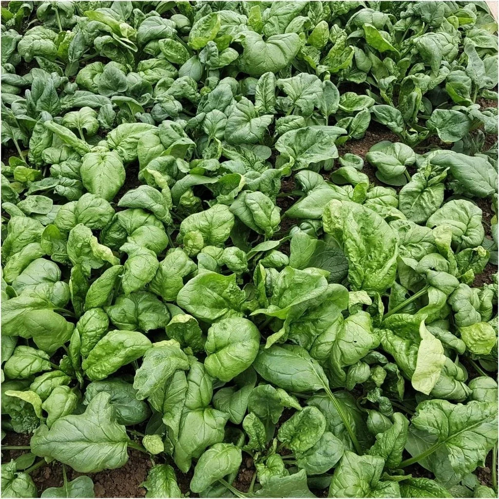 Viroflay Spinach Seeds - Heirloom Vegetable Variety - Spinacia Oleracea - 100+ Seeds - Organic Garden Seeds
