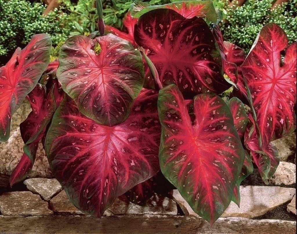 Caladium Bulbs - Fancy Mix - Red Flash - Colorful Perennial - Caladium bicolor - Easy to Grow for Shaded Gardens
