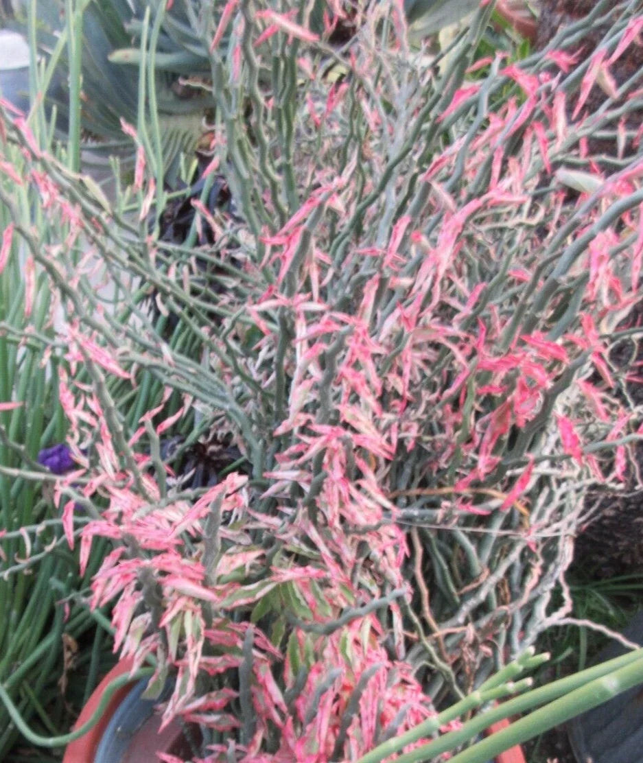 Devil's Backbone Cuttings - 10 Zig Zag Redbird Variegated - Pedilanthus tithymaloides - Easy Propagation for Indoor Garden