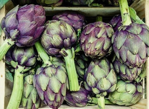 Purple Romagna Artichoke Seeds - 15+ Organic Heirloom Seeds - Cynara scolymus - Italian Perennial Gardening Supplies