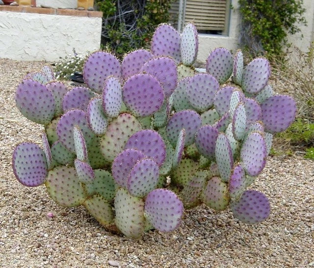 Cactus Cuttings - 3 Santa Rita Purple Prickly Pear Opuntia violacea - Vibrant Succulent Plants for Home Decor & Gardening