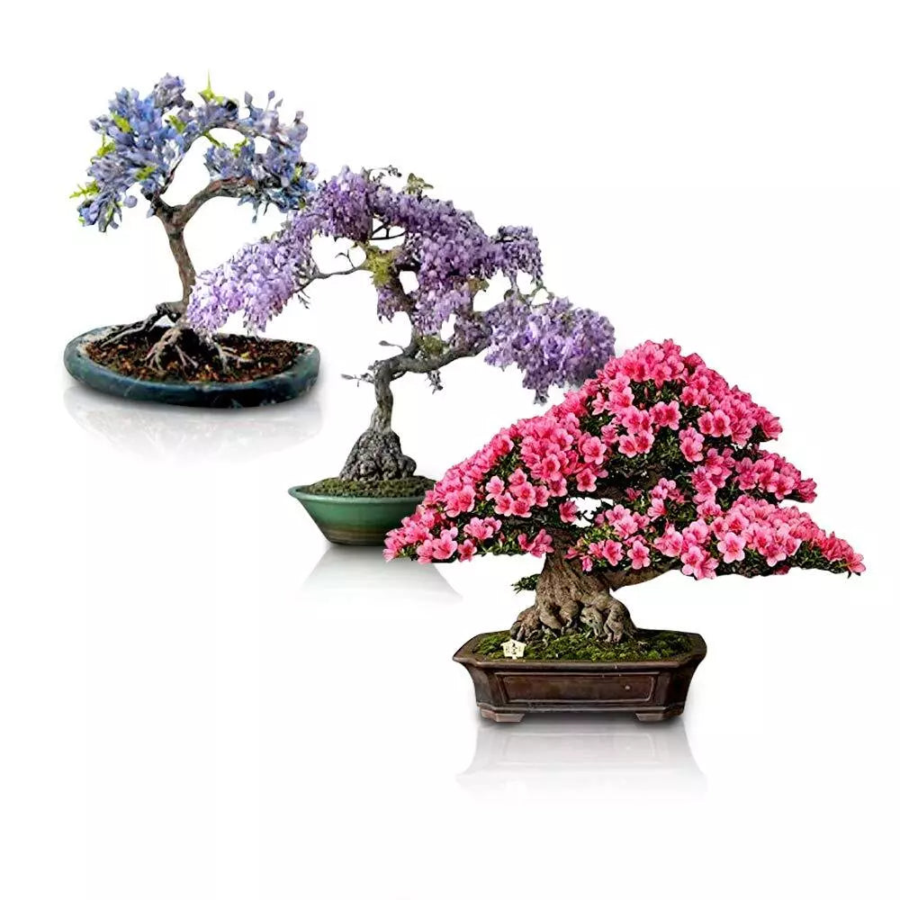 Flowering Bonsai Tree Seeds Bundle - 3 Varieties - Vibrant Colors - Carmona, Ficus, and More - Perfect for Gardeners