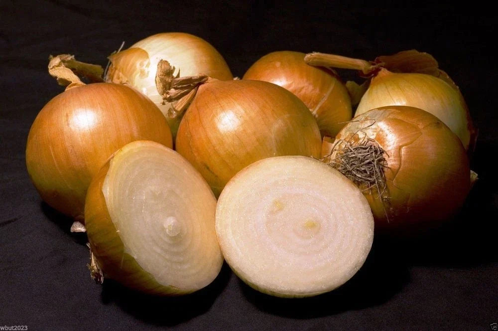 Walla Walla Onion Seeds Packet - Sweet Allium cepa - Non-GMO, Ideal for Home Gardeners, Great Storage Capability