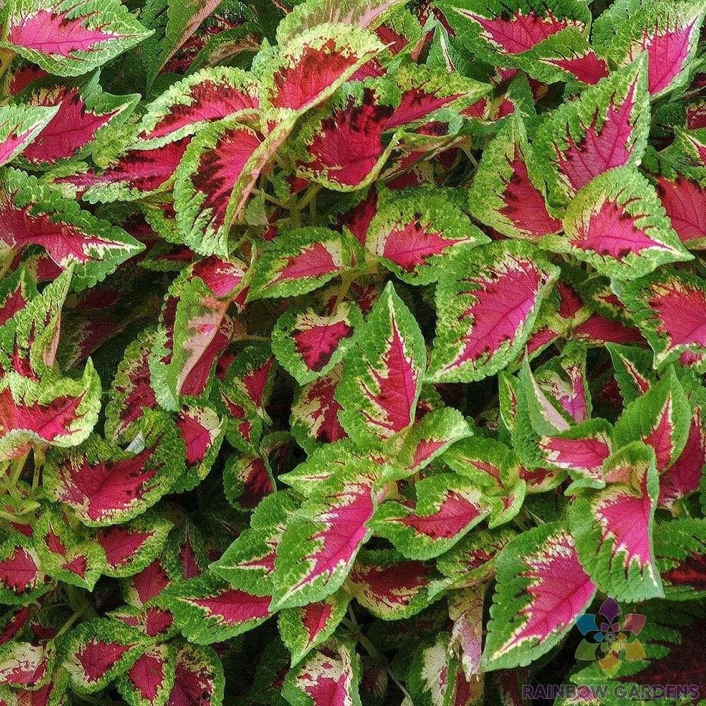 25+ Premium Coleus Seeds, Sun Watermelon Variety, Coleus blumei, Vibrant Foliage for Garden, Easy to Grow, Free Shipping