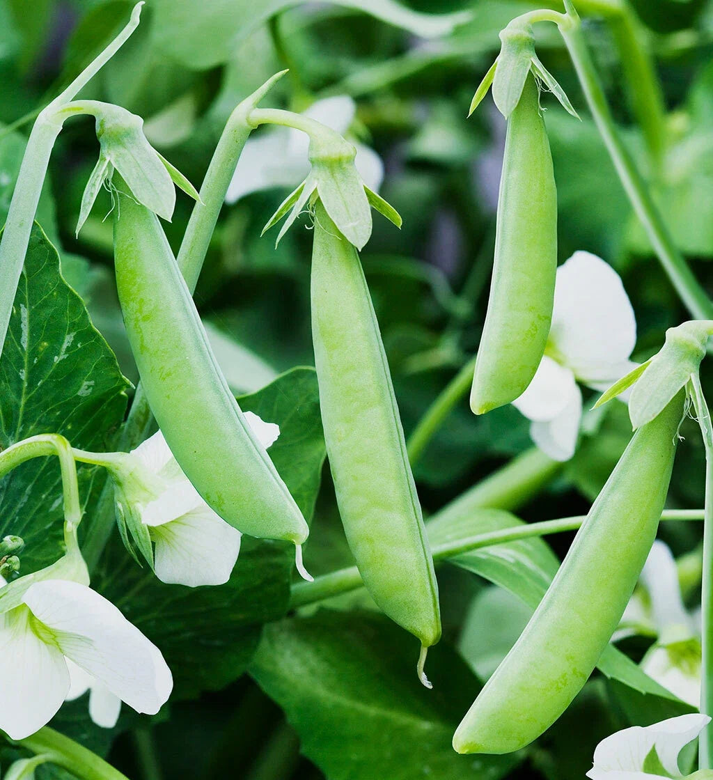 Sugar Ann Snap Pea Seeds - 50 Count Non-GMO - Pisum sativum - AAS Winner for Container Gardening and Home Gardens