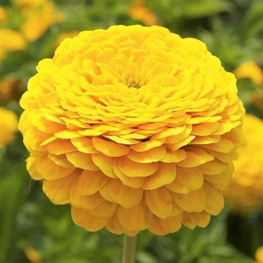 Zinnia Seeds - 200 Non-GMO Canary Bird Double Blooms - Zinnia elegans - Perfect for Cut Flowers & Attracting Butterflies