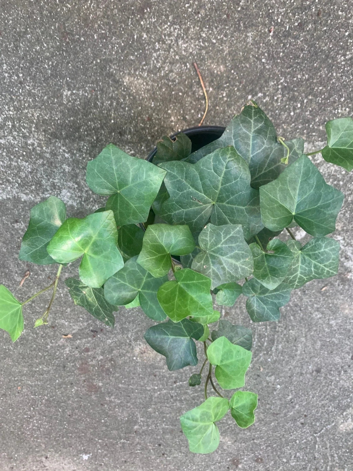 Rooted Air Plant - 6 Inch Pot - English Ivy Green - Hedera helix - Indoor Outdoor Decor - Air-Purifying Climbing Vine