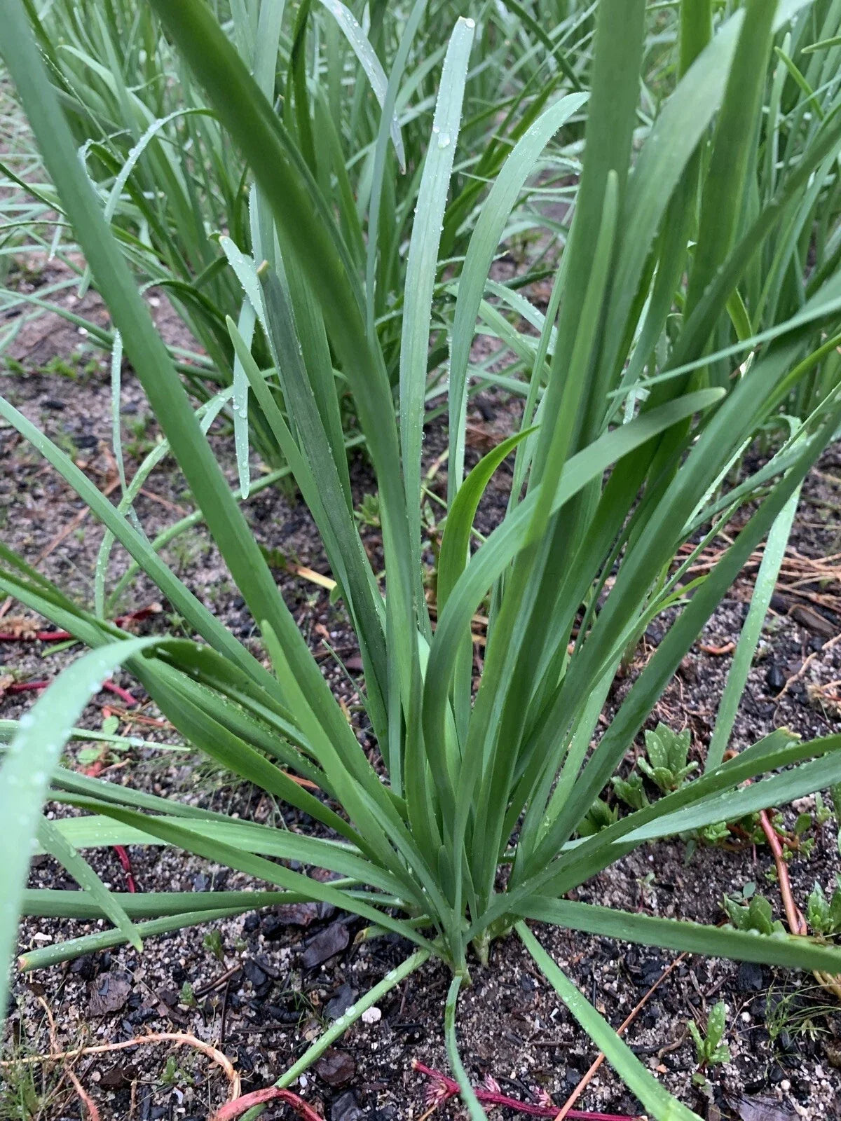 Organic Garlic Chives Leek Plant Bare Root - 55 Live Stalks (Allium tuberosum) Non-GMO Herbal Culinary Garden Starter