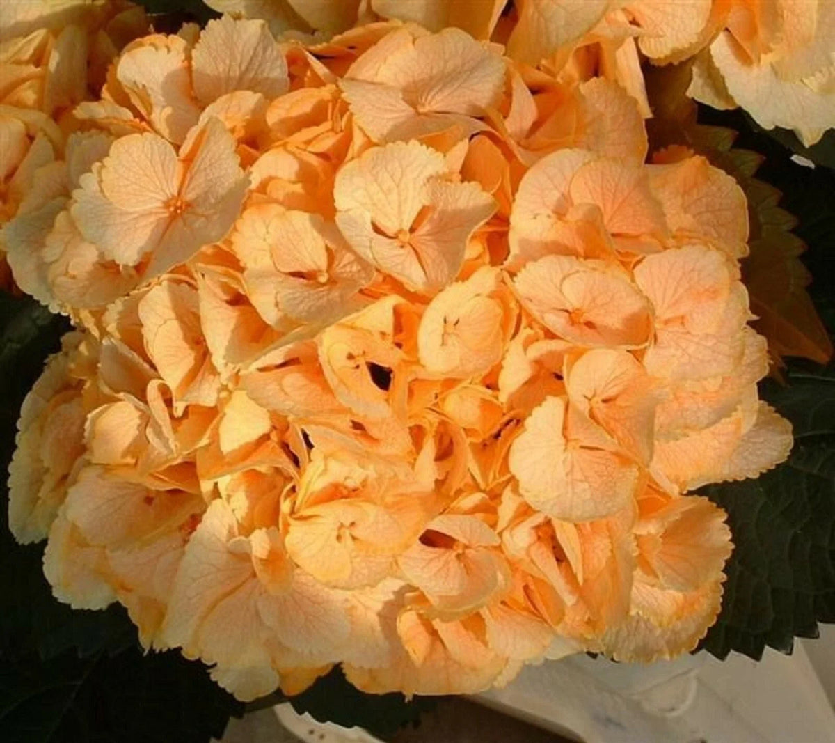 Yellow Hydrangea Seeds - 5 Perennial Hardy Shrub Seeds - Hydrangea macrophylla - Vibrant Garden Flowers