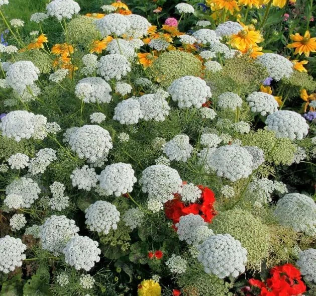 Bishop's Flower Seeds - 100+ Pack - Ammi Majus - Exotic Garden Flowers - USA Made