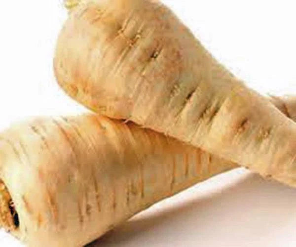 PARSNIP SEEDS 50+ Heirloom Non-GMO All American Variety Pastinaca sativa for Fall Winter Harvests