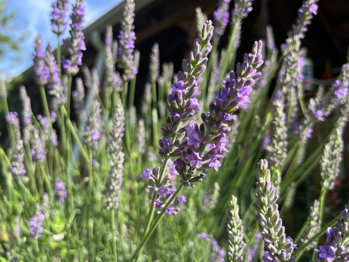 Fragrant Lavender Starter Plant 4-Inch Pot Sensational Variety Lavandula angustifolia for Gardens and Gifts