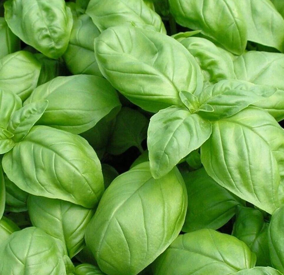 Italian Large Leaf Basil Seeds 600+ Non-GMO Herb Garden - Ocimum basilicum - Aromatic Culinary Flavor for Cooking