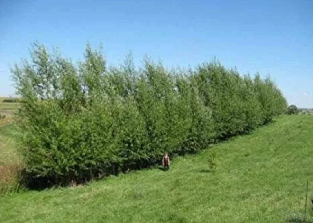 Austree Hybrid Willow Tree Cuttings - 10 Pack - Fast Growing Privacy Hedge - Salix x matsudana × Salix alba - Easy Planting