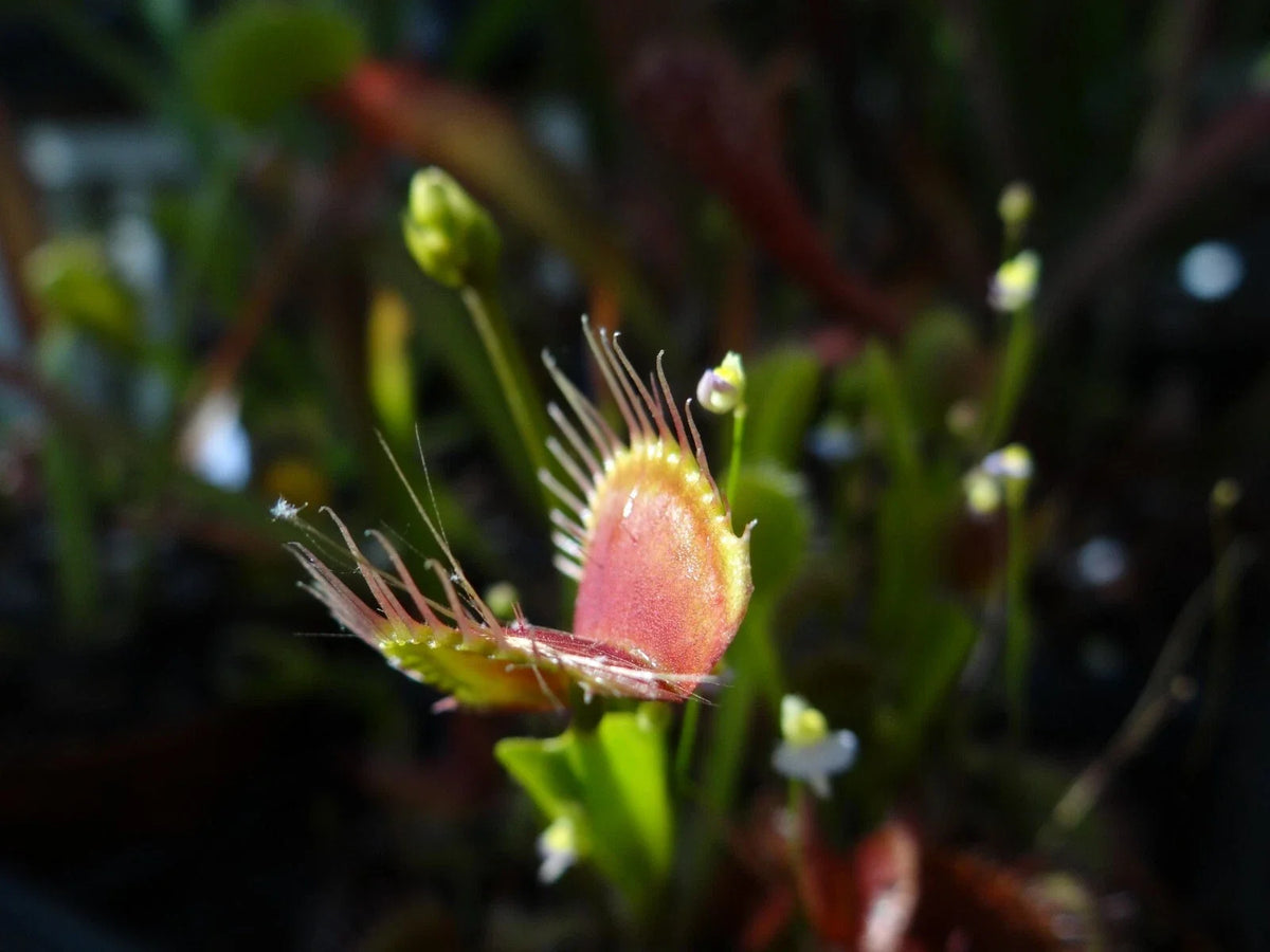 Potted Venus Flytrap Plant - Adult Dionaea muscipula - Carnivorous Houseplant - Unique Green Decor