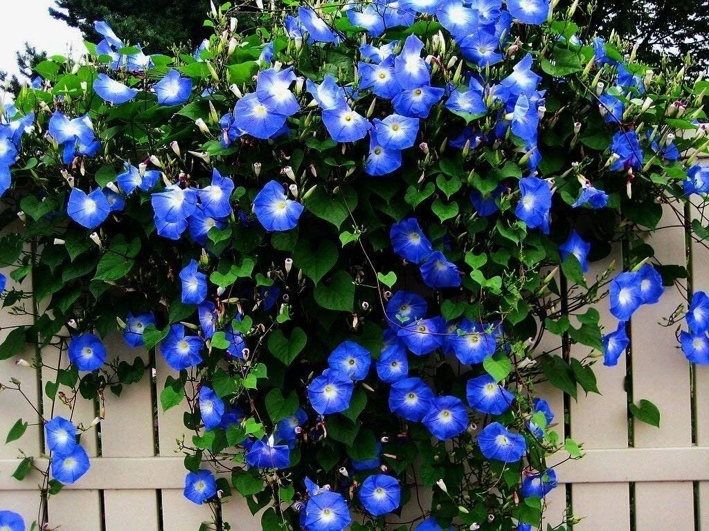 Blue Morning Glory Seeds - 300 Count Climbing Vine - Ipomoea purpurea - Vibrant Blue Blooms for Trellises and Fences