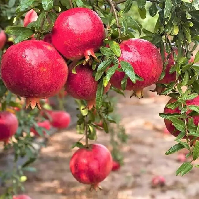 Red Pomegranate Tree Live Plant 8-10in Punica granatum in 4in Pot - Exotic Fruit Producer for Garden or Patio