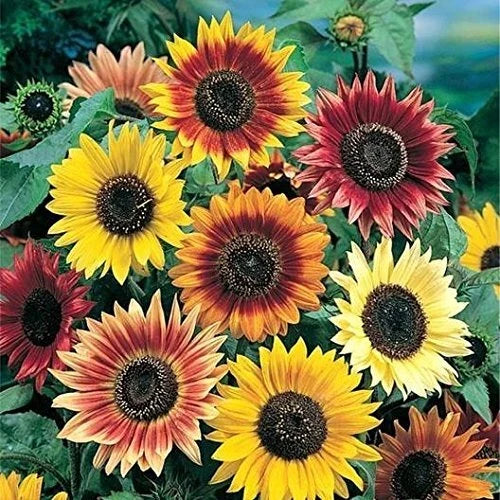 Autumn Beauty Sunflower Seeds | 100+ Seeds | Vibrant Fall Colors | Helianthus annuus | Pollinator Friendly