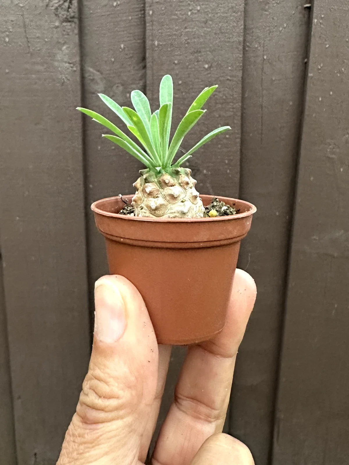 Euphorbia 'Cocklebur' Starter Plant - 1 3/4 Inch Pot - Euphorbia × japonica - Low Maintenance Indoor Succulent