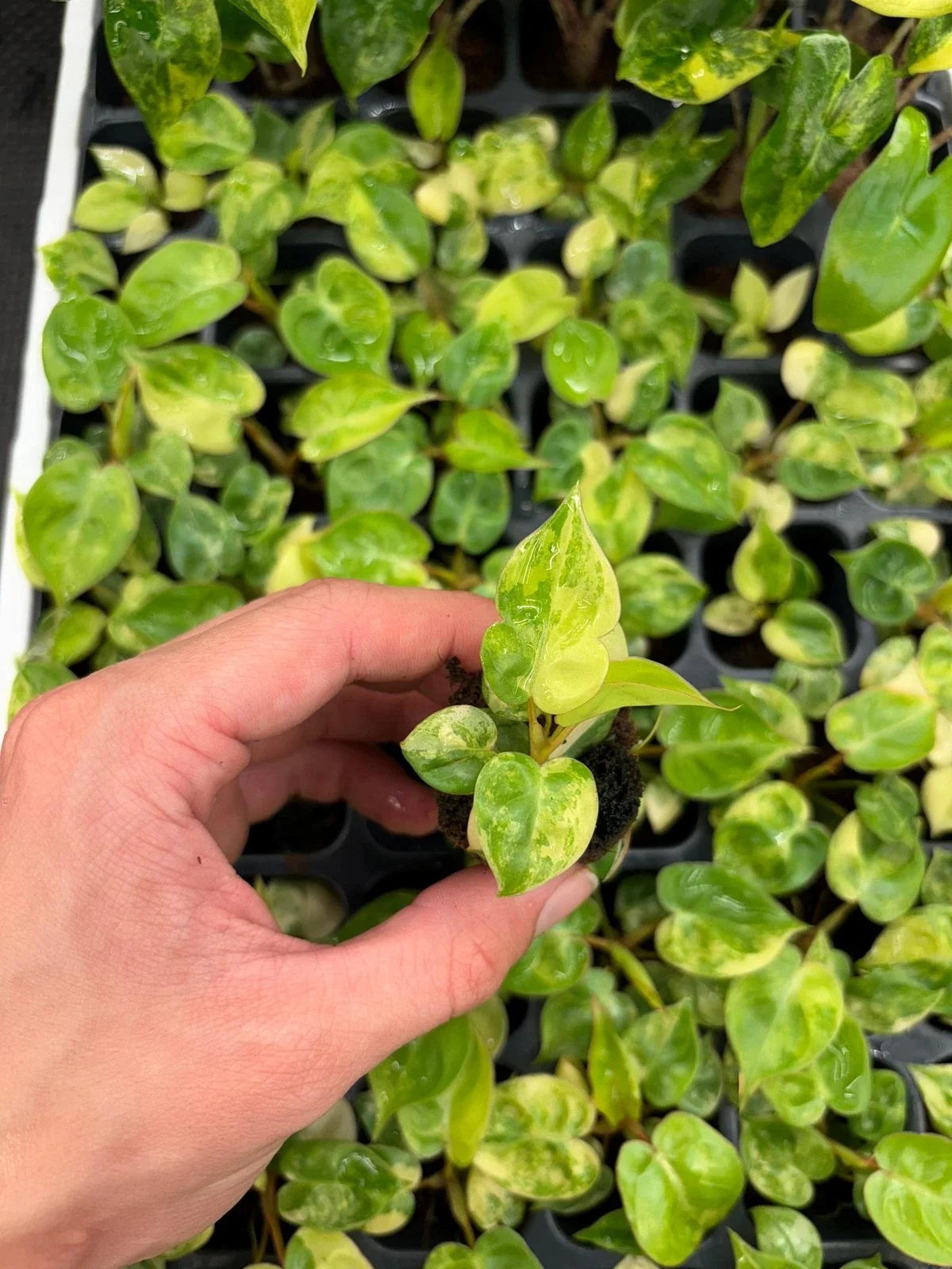 Philodendron Billietiae Variegated Starter Plug | Rare Tropical Houseplant | Unique Foliage | Philodendron Billietiae