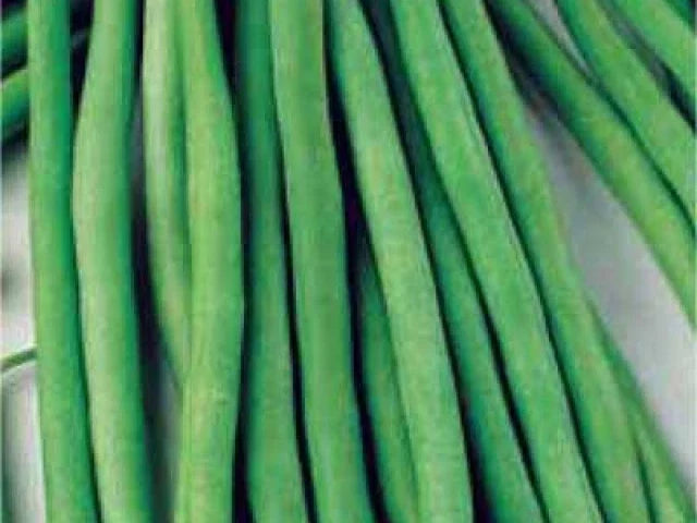 Dominator Green Bean Seeds - Organic Fresh Green Beans - Phaseolus vulgaris - 100 Seeds for Home Gardens
