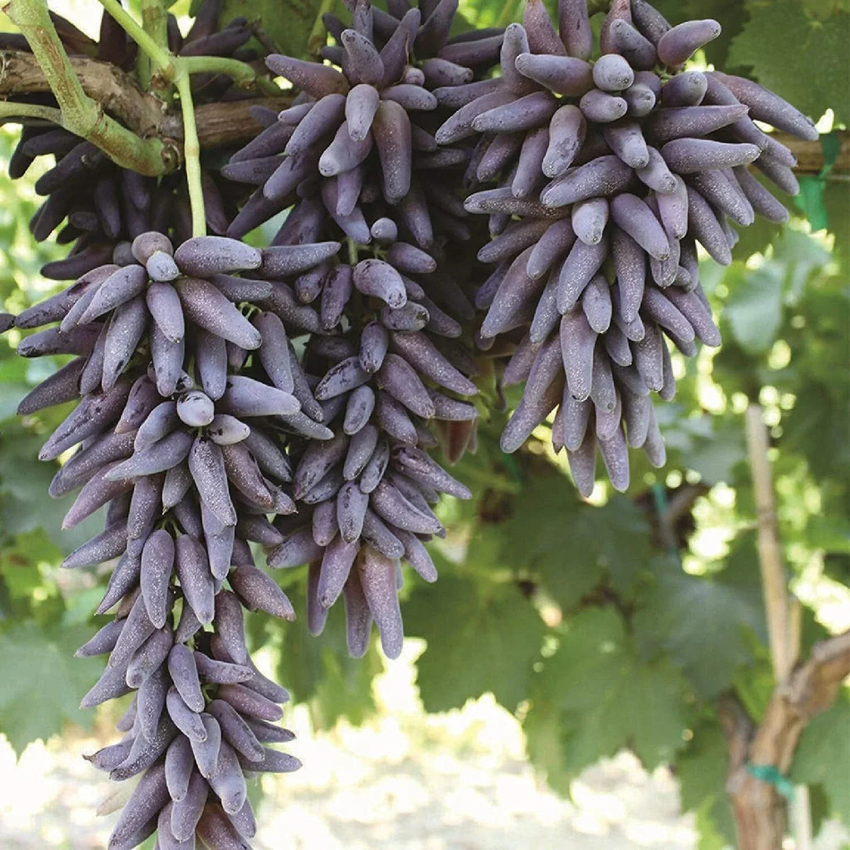 Ladyfinger Seedless Grape Vine Cuttings - 5 Unrooted for Rooting - Vitis vinifera - Sweet Grapes for Home Garden or Grafting