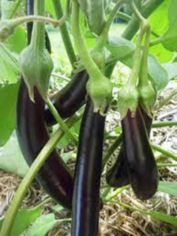 Eggplant Seeds 500 Count Long Purple Heirloom Non-GMO Solanum melongena Vegetable Garden Seed for Organic Growing