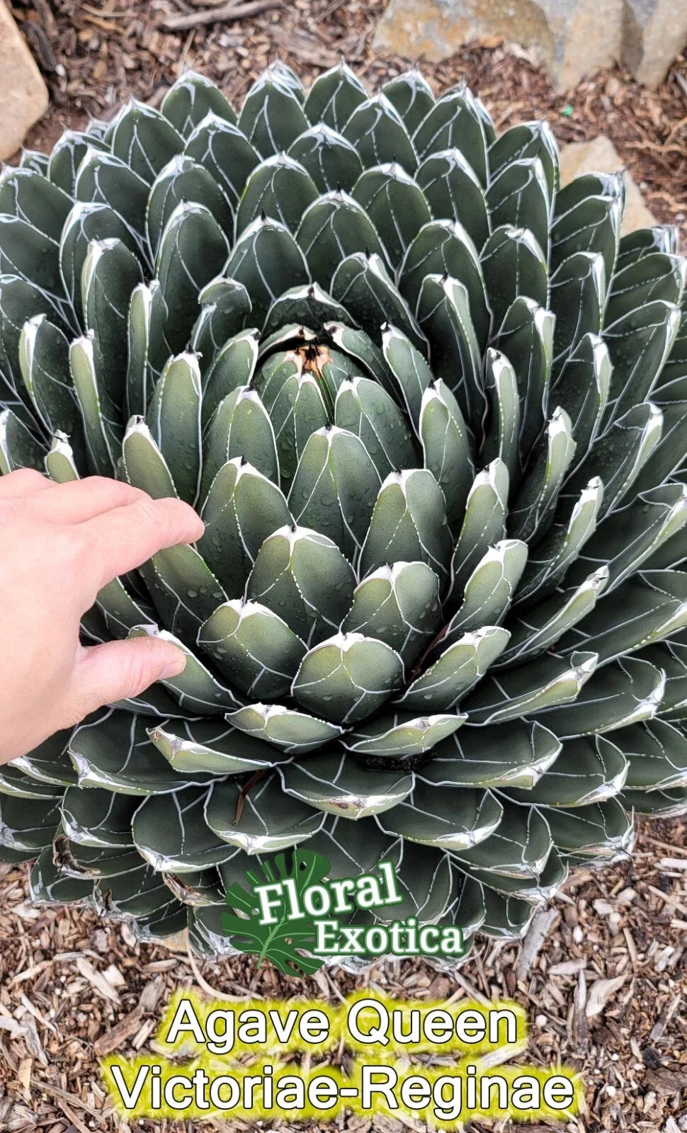 Queen Agave Victoria Reginae Starter Pup - Unique Succulent Plant - Drought-Tolerant Indoor/Outdoor Decor - Agave victoria-reginae