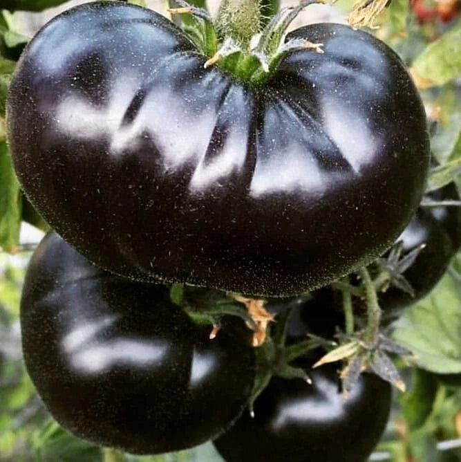 Black Sea Man Tomato Seeds - 30 Organic Heirloom Seeds - Rare Variety - Solanum lycopersicum for Home Gardening