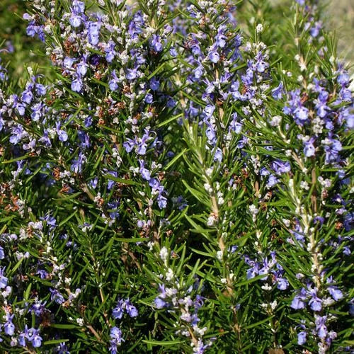 Rosemary Seeds | Heirloom Non-GMO Culinary Herb | Salvia rosmarinus | Aromatic Flavor Enhancer, 100 Seeds Packet