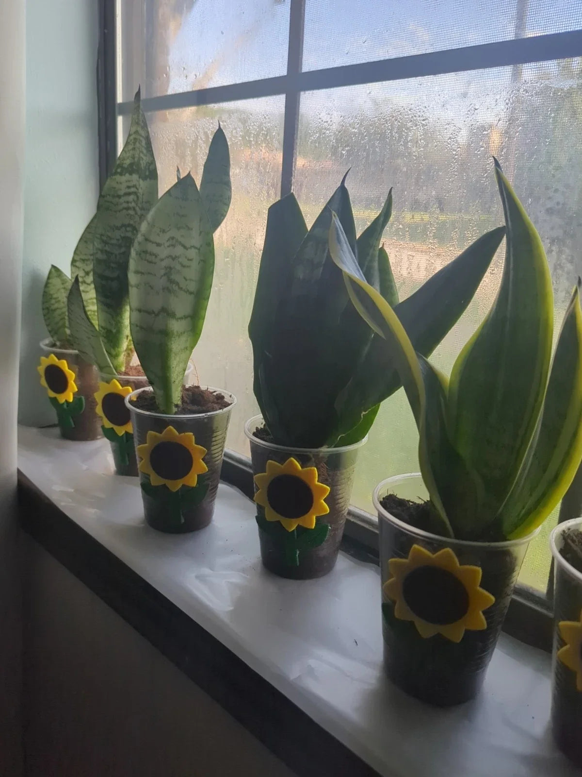 Rooted Snake Plant Cutting - Mother-In-Law's Tongue - Sansevieria trifasciata - Live Indoor Air Purifying Plant for Easy Care