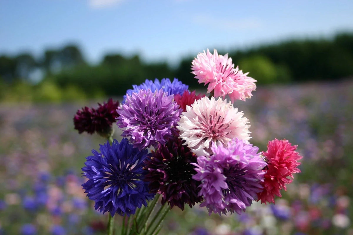 Dwarf Bachelor Button Seeds - Polka Dot Mix - Centaurea cyanus - Colorful Annual Garden Flowers - 100 Non-GMO Seeds