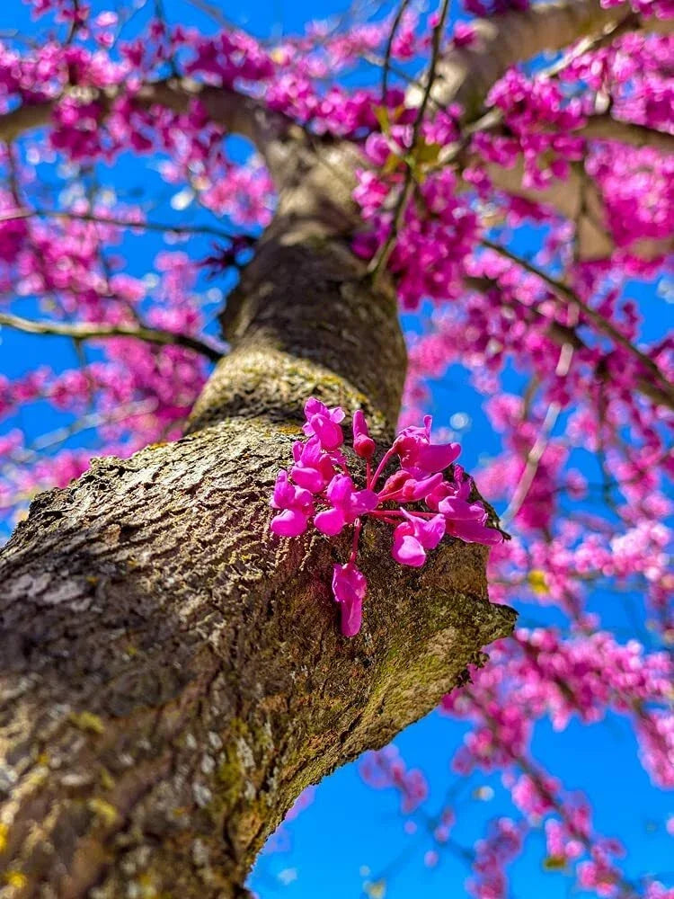 Chinese Redbud Tree Seeds - 40 Count - Cercis chinensis - Exotic Flowering Tree for Vibrant Gardens