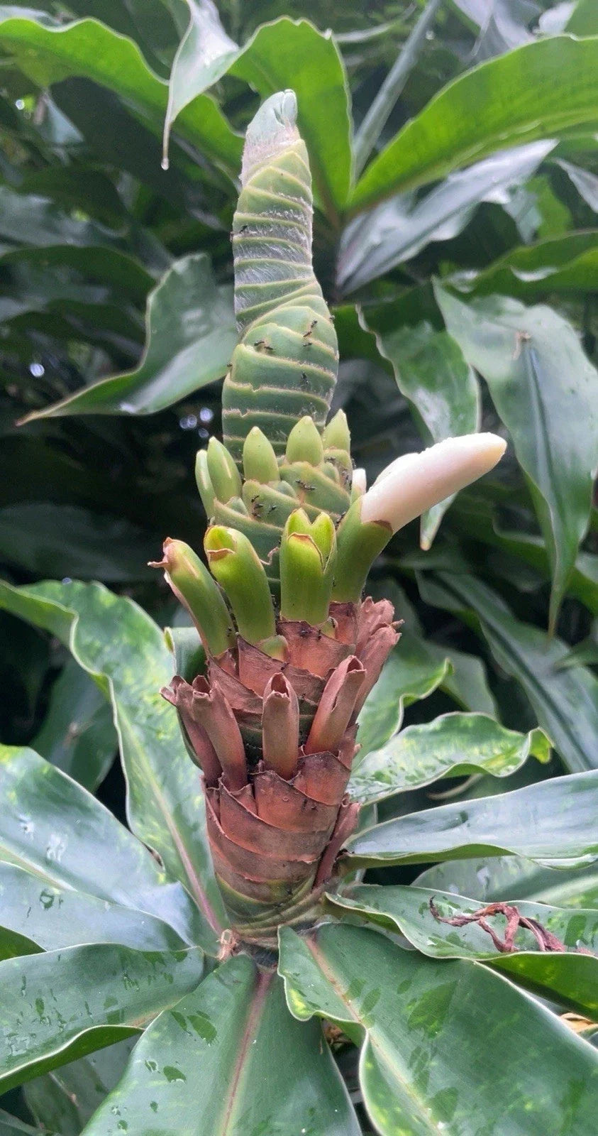 Yellow Spiral Ginger Rooted Cuttings 3 Pack - Dimerocostus strobilaceous - Hawaii Grown Tropical Plants