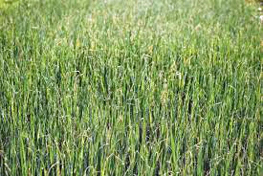 Alfalfa Sprout Seeds - 1000 Heirloom Non-GMO - Medicago sativa - Easy to Grow for Salads & Smoothies