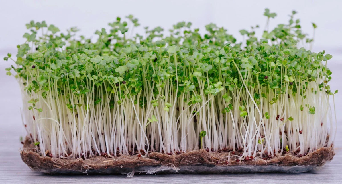 Pak Choi Microgreen Seeds | 40,000+ Bok Choy Seeds | Brassica rapa | Non-GMO Garden Seeds for Fresh Greens