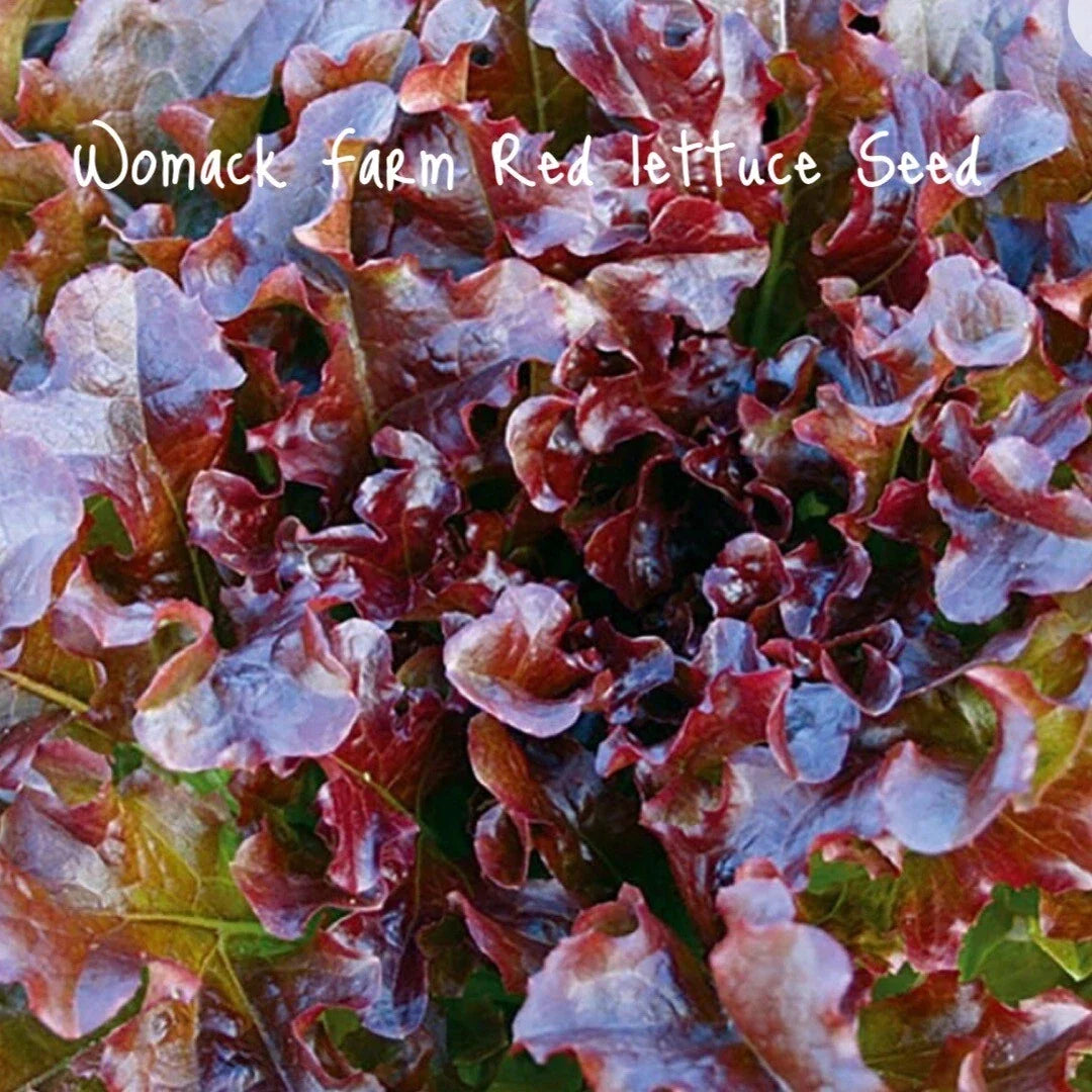 Salad Bowl Red Lettuce Seeds - 150+ Organic Heirloom Non-GMO - Lactuca sativa for Home Gardening