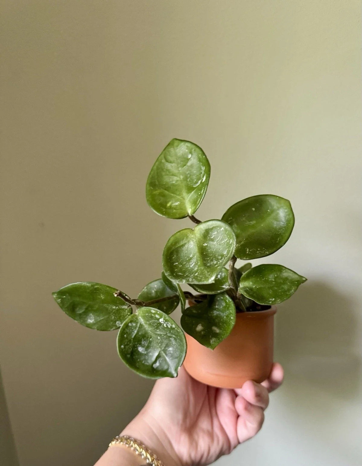 Hoya Cuttings - Rooted Hoya Carnosa Chelsea - Easy Care Indoor Houseplant - Hoya carnosa 'Chelsea' - Perfect for Propagation