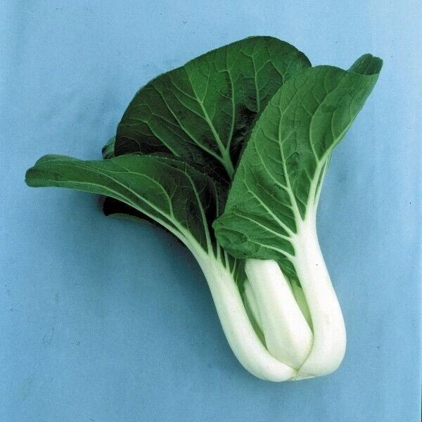 Cabbage Seeds 600+ Pack, Pak Choi White Stem, Heirloom Non-GMO, Brassica rapa subsp. chinensis for Home Gardening